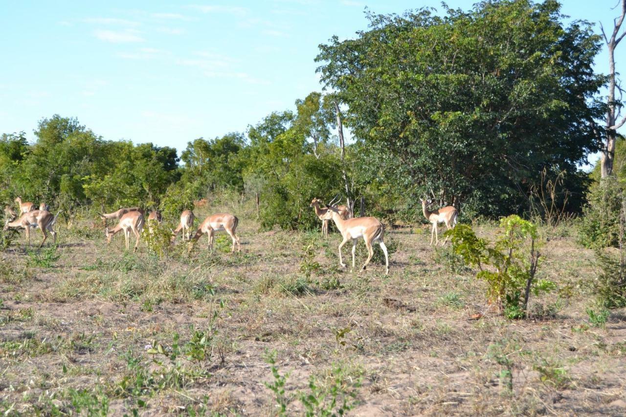 Chobe Sunset Chalets Lesoma Exterior photo