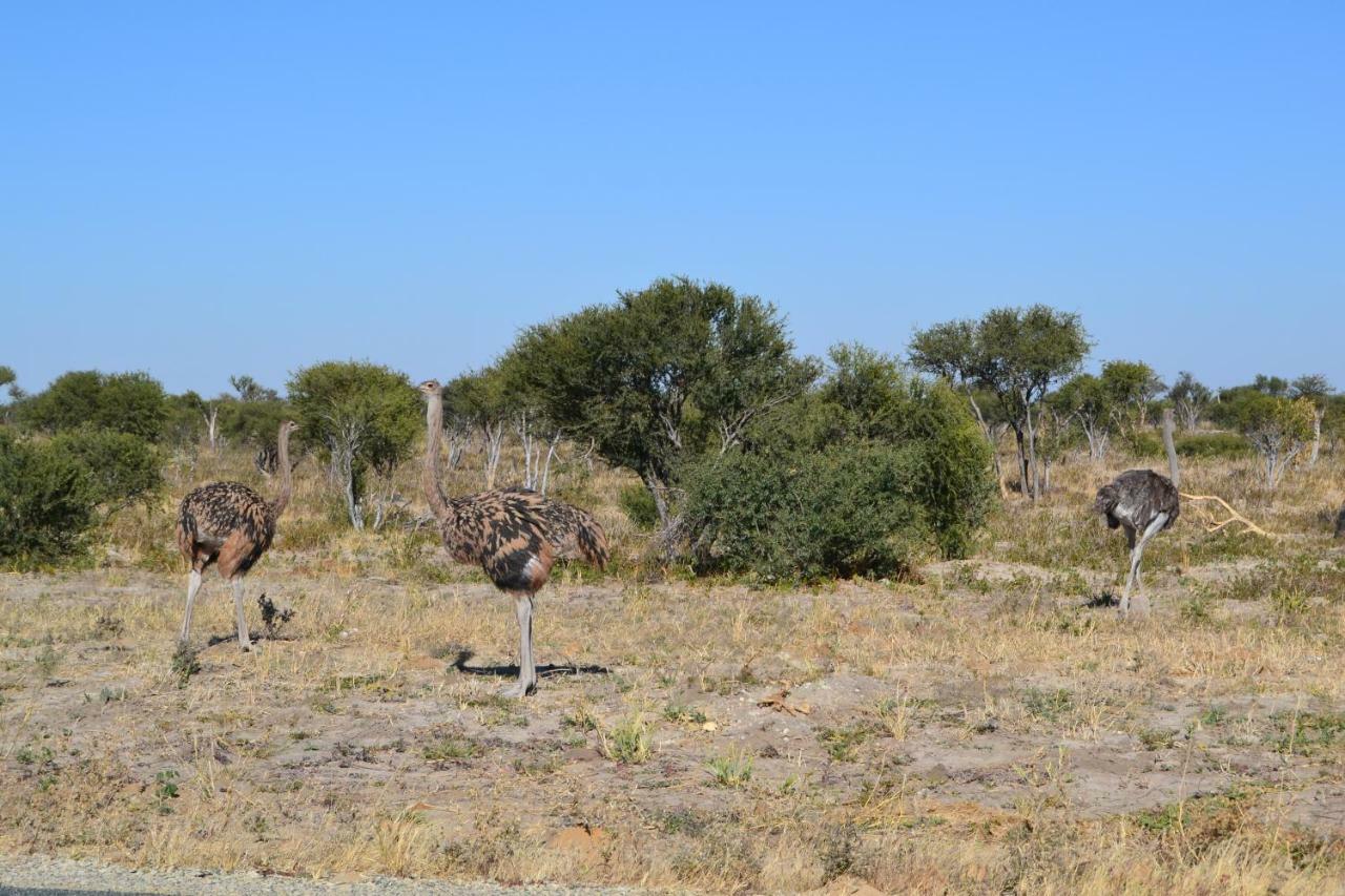 Chobe Sunset Chalets Lesoma Exterior photo